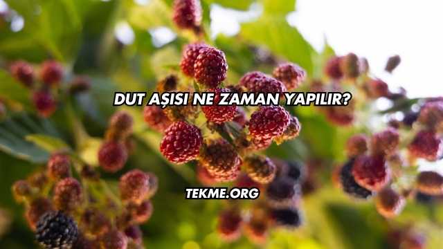 Dut Aşısı Ne Zaman Yapılır?