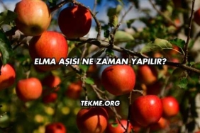Elma Aşısı Ne Zaman Yapılır?