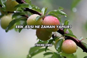 Erik Aşısı Ne Zaman Yapılır?