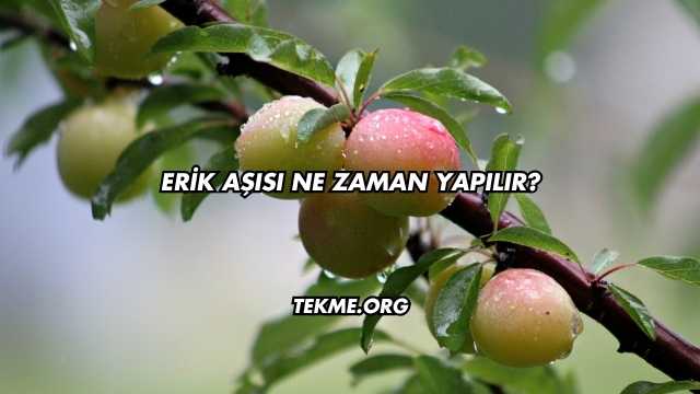 Erik Aşısı Ne Zaman Yapılır?