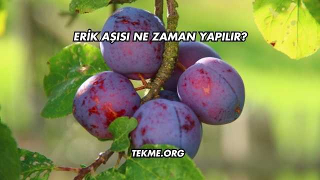 Erik Aşısı Ne Zaman Yapılır?