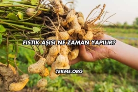 Fıstık Aşısı Ne Zaman Yapılır?