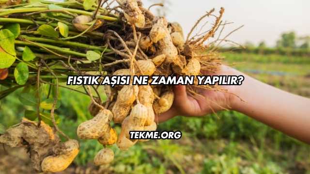 Fıstık Aşısı Ne Zaman Yapılır?