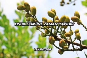 Fıstık Ekimi Ne Zaman Yapılır?