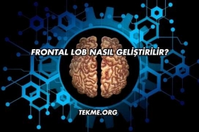 Frontal Lob Nasıl Geliştirilir?