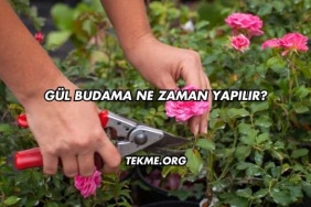Gül Budama Ne Zaman Yapılır?