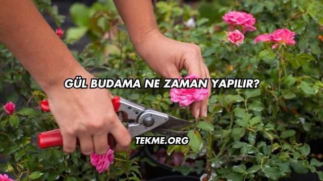 Gül Budama Ne Zaman Yapılır?