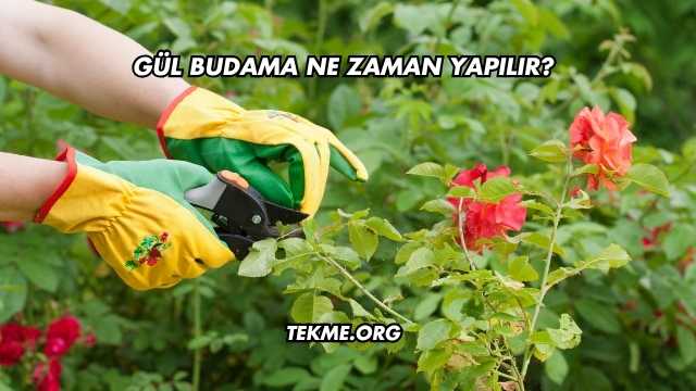Gül Budama Ne Zaman Yapılır?