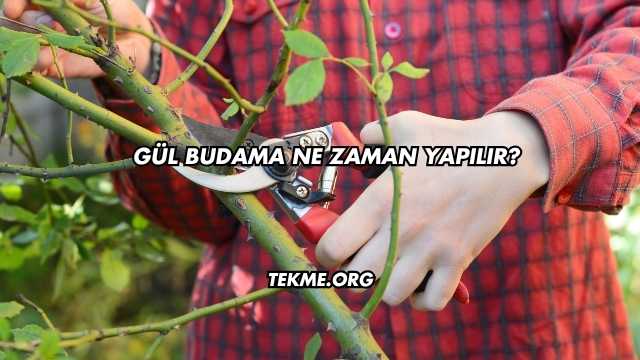 Gül Budama Ne Zaman Yapılır?