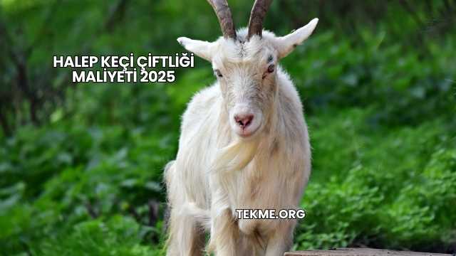 Halep Keçi Çiftliği Maliyeti 2025
