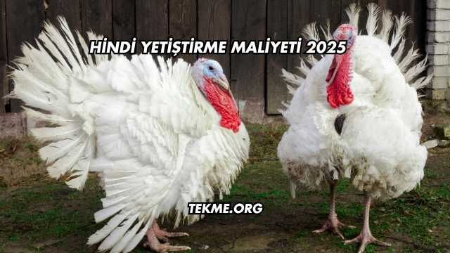 Hindi Yetiştirme Maliyeti 2025