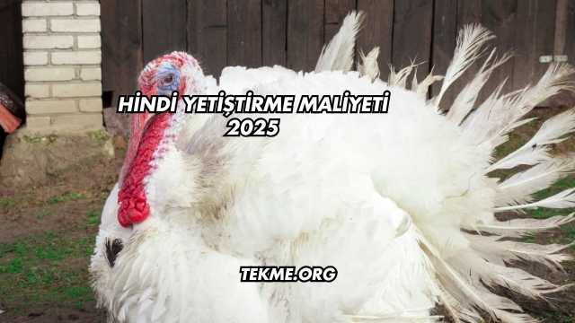 Hindi Yetiştirme Maliyeti 2025