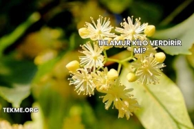 Ihlamur Kilo Verdirir mi?