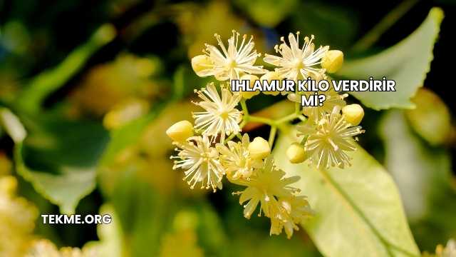 Ihlamur Kilo Verdirir mi?
