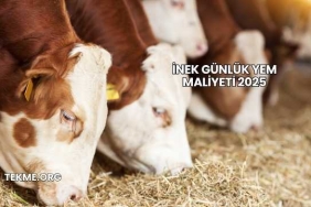 İnek Günlük Yem Maliyeti 2025