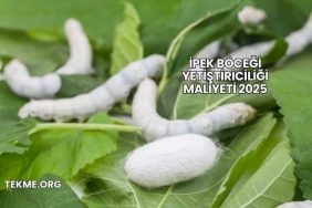 İpek Böceği Yetiştiriciliği Maliyeti 2025