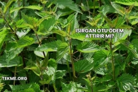 Isırgan Otu Ödem Attırır mı?