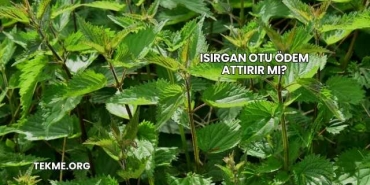Isırgan Otu Ödem Attırır mı?
