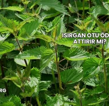 Isırgan Otu Ödem Attırır mı?