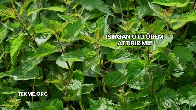 Isırgan Otu Ödem Attırır mı?
