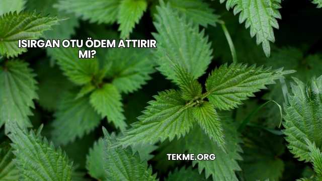 Isırgan Otu Ödem Attırır mı?