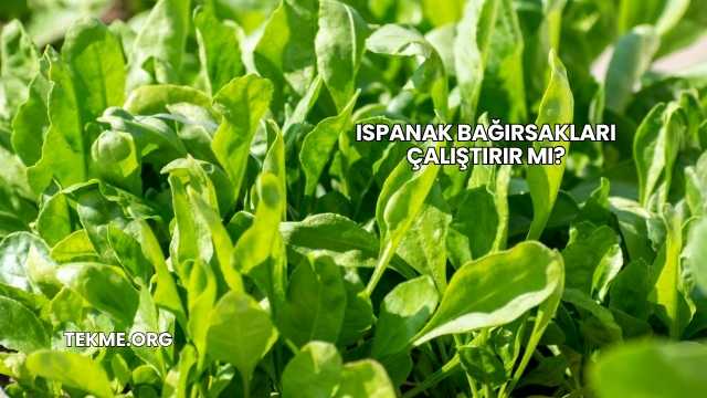Ispanak Bağırsakları Çalıştırır mı?