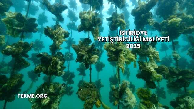 İstiridye Yetiştiriciliği Maliyeti 2025