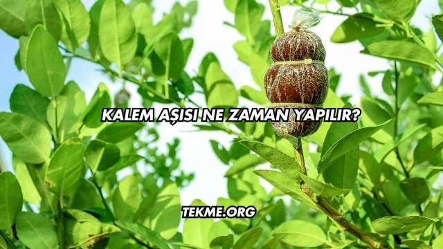 Kalem Aşısı Ne Zaman Yapılır?