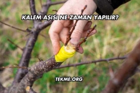 Kalem Aşısı Ne Zaman Yapılır?