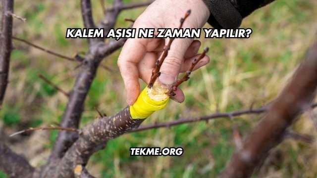 Kalem Aşısı Ne Zaman Yapılır?
