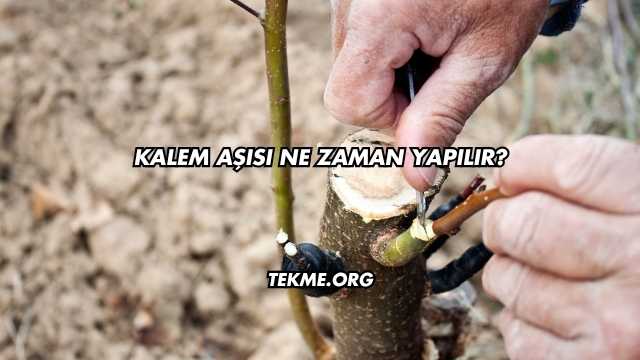 Kalem Aşısı Ne Zaman Yapılır?