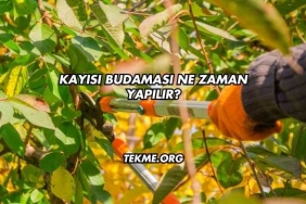 Kayısı Budaması Ne Zaman Yapılır?