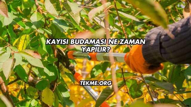 Kayısı Budaması Ne Zaman Yapılır?