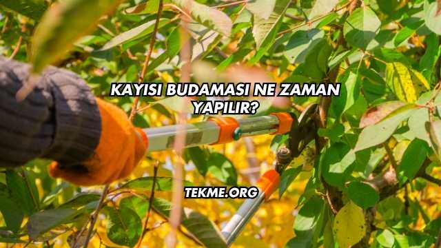 Kayısı Budaması Ne Zaman Yapılır?