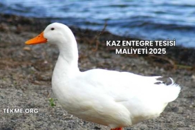 Kaz Entegre Tesisi Maliyeti 2025