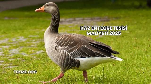 Kaz Entegre Tesisi Maliyeti 2025