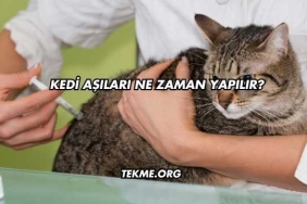 Kedi Aşıları Ne Zaman Yapılır?