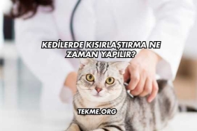 Kedilerde Kısırlaştırma Ne Zaman Yapılır?