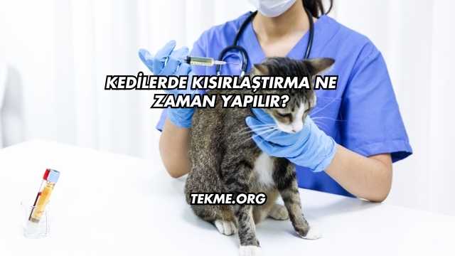 Kedilerde Kısırlaştırma Ne Zaman Yapılır?