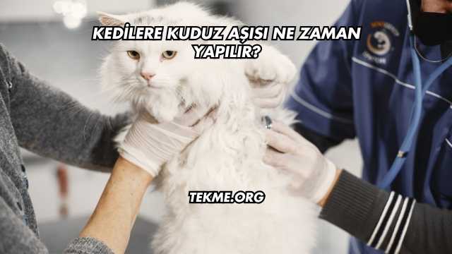 Kedilere Kuduz Aşısı Ne Zaman Yapılır?