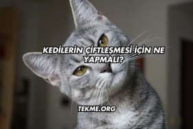 Kedilerin Çiftleşmesi İçin Ne Yapmalı?