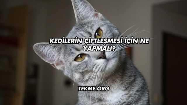 Kedilerin Çiftleşmesi İçin Ne Yapmalı?