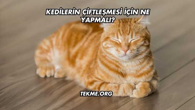 Kedilerin Çiftleşmesi İçin Ne Yapmalı?