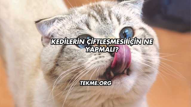 Kedilerin Çiftleşmesi İçin Ne Yapmalı?