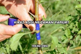 Kiraz Aşısı Ne Zaman Yapılır?