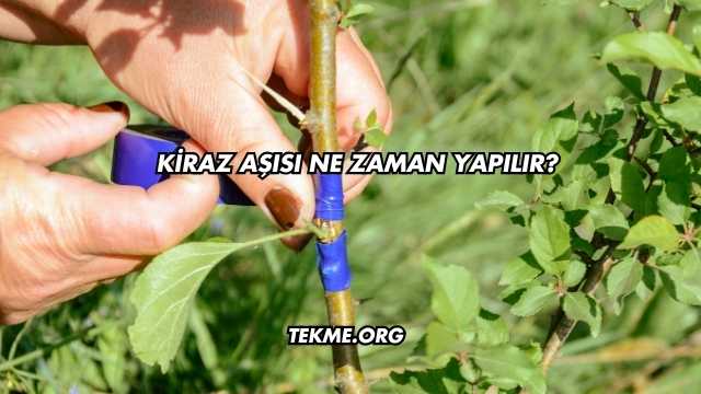 Kiraz Aşısı Ne Zaman Yapılır?