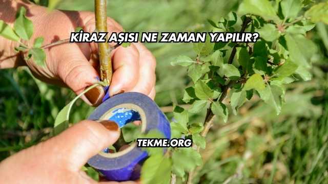 Kiraz Aşısı Ne Zaman Yapılır?