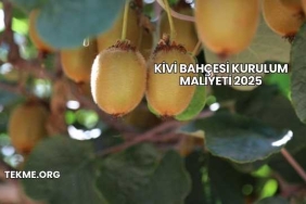 Kivi Bahçesi Kurulum Maliyeti 2025