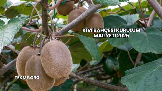 Kivi Bahçesi Kurulum Maliyeti 2025