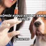 Köpeğe Kuduz Aşısı Ne Zaman Yapılır?